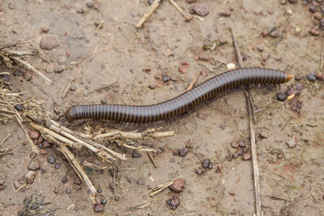 Millipede on the ground of the Wildlife sanctuary