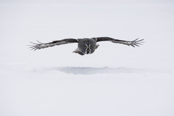 Obraz premium Great-grey owl, Strix nebulosa