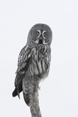 Great-grey owl, Strix nebulosa