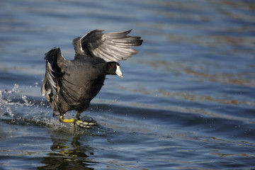 American coot, Fulica americana