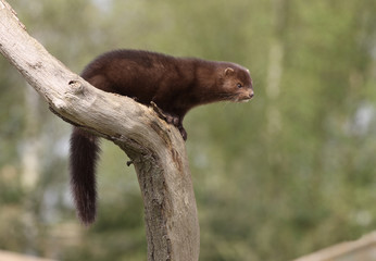 American mink, Mustela vison