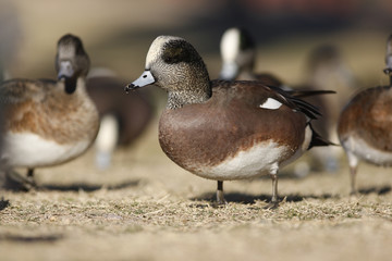 American wigeon, Anas americana