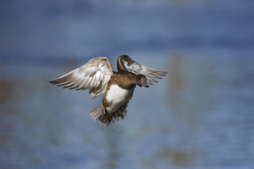 American wigeon, Anas americana