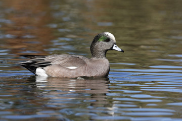 American wigeon, Anas americana
