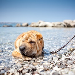 Obraz premium sharpei dog