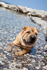 Fototapeta premium sharpei dog