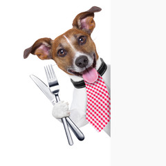 hungry dog