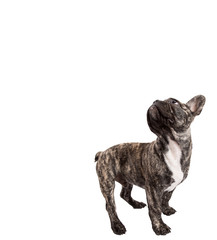 Franz&ouml;sische Bulldogge Schulterblick