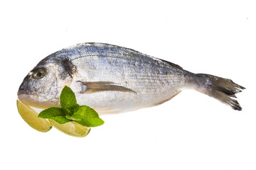 Fresh raw dorada
