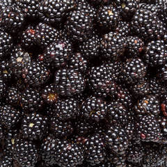 Fresh Blackberries
