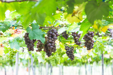 pick up ripe grape in the Vineyards
