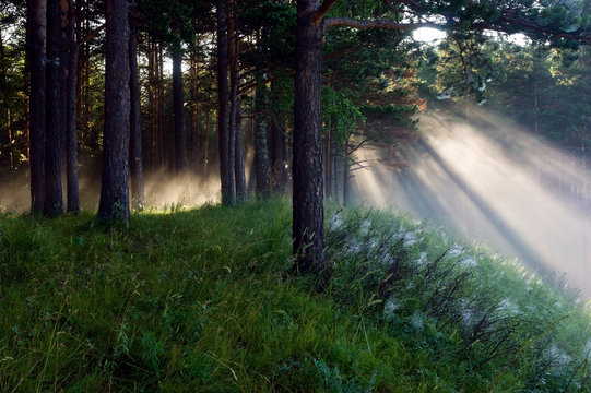 Fototapeta the sun's rays in a pine forest