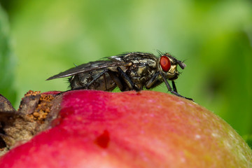 Fly on apple