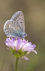 Fototapeta na wymiar Mały motyl na kwiat niebieskawy