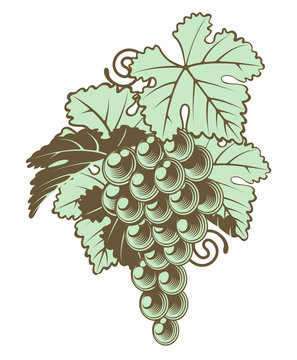 recommend clip art: Bunch of Grapes on Vine