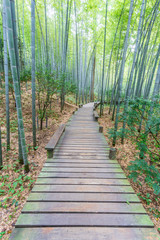 Obraz premium ścieżka w parku