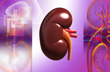 Kidney