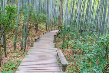 pathway in the park