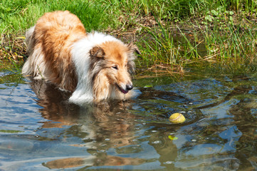 Collie mit Ball im Wasser