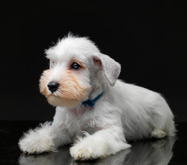 White miniature schnauzer puppy