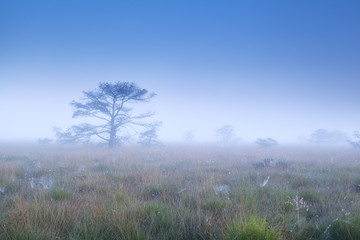 Obraz na płótnie Canvas trees in dense morning fog