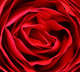 Close up of red rose petal.