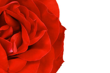 Naklejka premium Close up of red rose petal. Background.