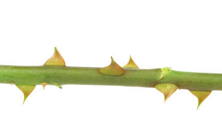 Rose thorn.