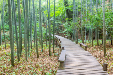 pathway in the park