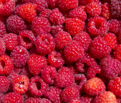 Fresh picked raspberries