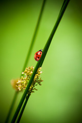 ladybug on a sheet