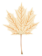 Maple leaf skeleton