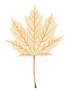 Maple Leaf Skeleton