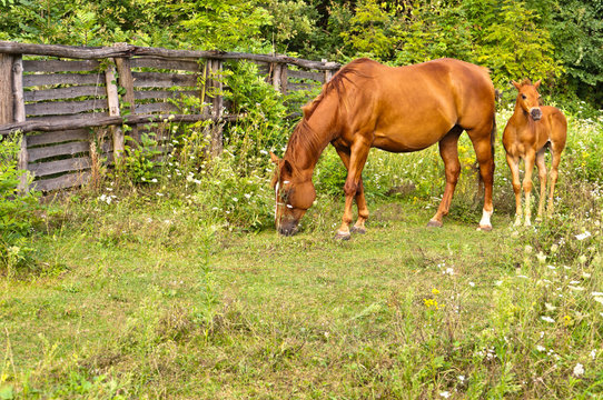 Folen Bilder Durchsuchen 51 Archivfotos, und Videos