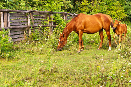 Quarter Horse Stute mit Fohlen