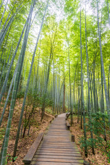 Obraz premium pathway in the park