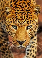 Rolgordijnen Leopard © kyslynskyy