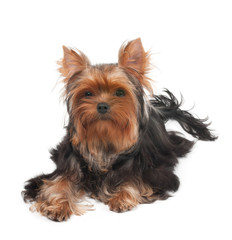 One Yorkshire Terrier with curly hair