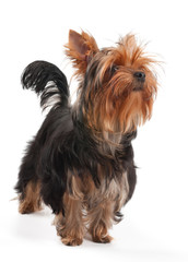 Yorkshire Terrier stands on white
