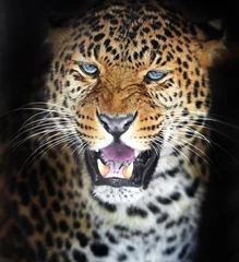 Foto op Canvas Portrait Leopard © kyslynskyy