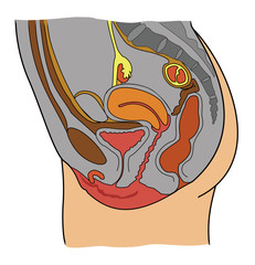 Anatomy of female reproductive system
