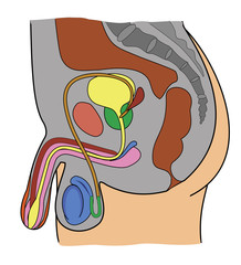 anatomy of male genital system