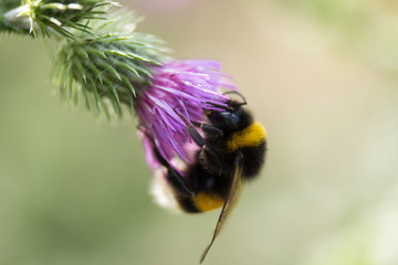 Nectar Licking Bumblebee