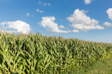 Dutch maize field with blue sky background