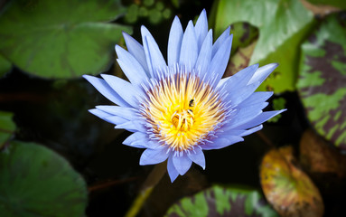 Purple Lotus Flower