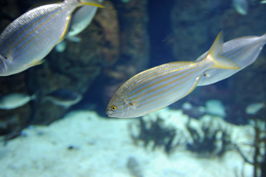 Saupe (Sarpa salpa) à l'aquarium de Colónia de Sant Jordi à Majo