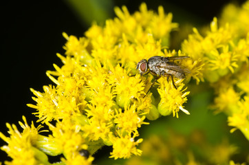 Black fly on yellow flowers