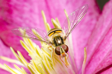 Hover-fly on a flower