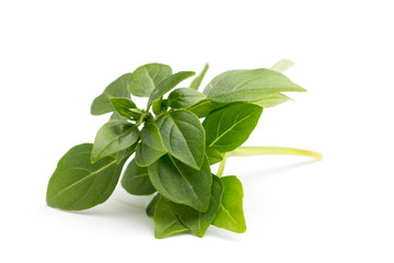 Basil.