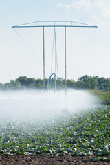 irrigation pivot watering on vegetable field